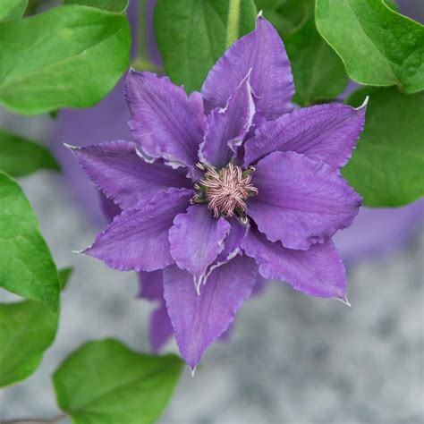 clematis tudor altezza|Clematis Tudor .